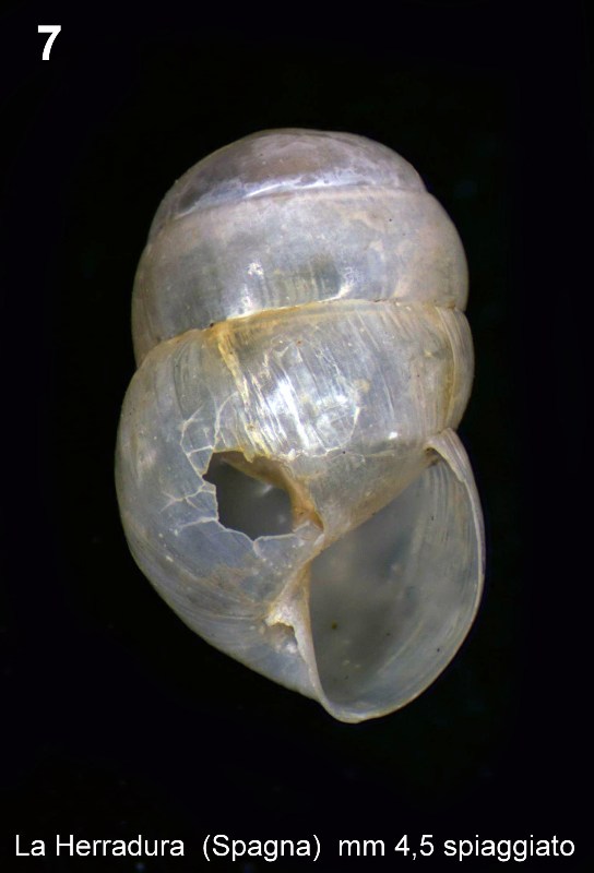 Identificazione piccoli molluschi spagnoli spiaggiati